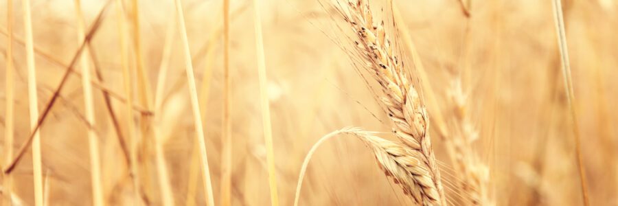 Campo de trigo com detalhe de uma planta em primeiro plano. Agro Sustentar é informação de qualidade sobre o agro.