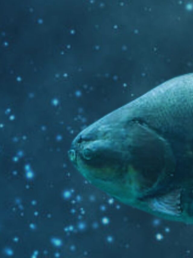 Ração Revestida de Medicamento Melhora Qualidade do Pescado