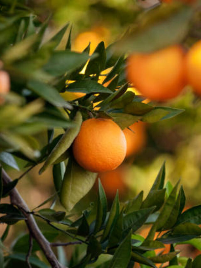 Quem é o Maior Produtor Mundial de Laranja?