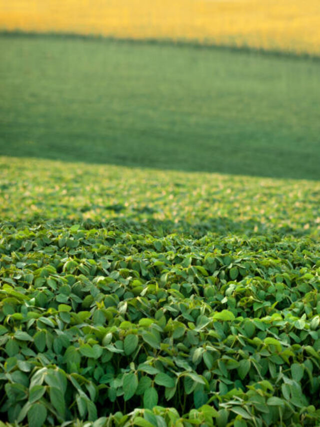 06 Drivers da Sustentabilidade no Agronegócio