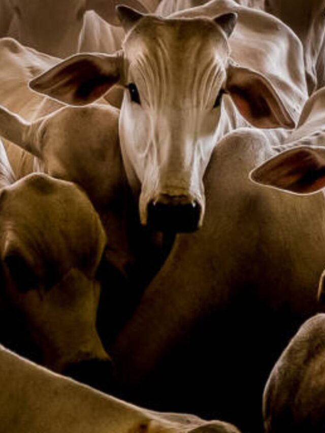 Manejo da Embrapa  Integra Precocidade, Produtividade e Sustentabilidade.
