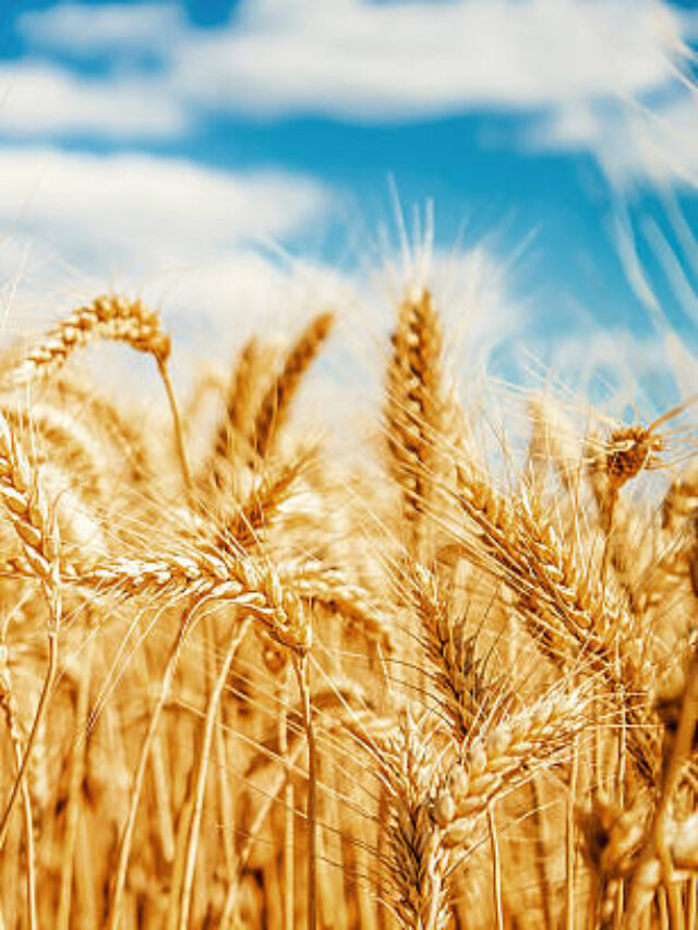 Principais Produtos da Agricultura do Rio Grande do Sul