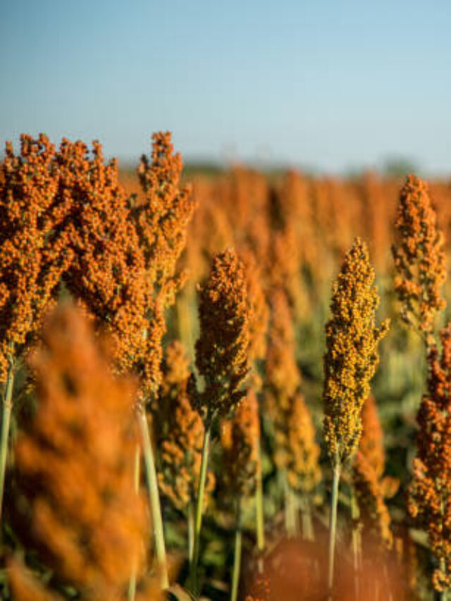 Principais Produtos Agrícolas de Goiás