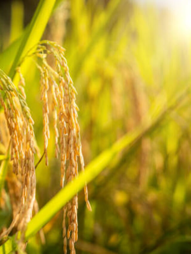 Principais Produtos Agrícolas da China