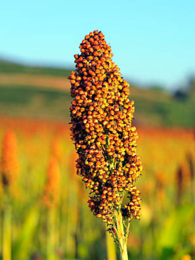 Os Maiores Produtores de Sorgo do Brasil e do Mundo