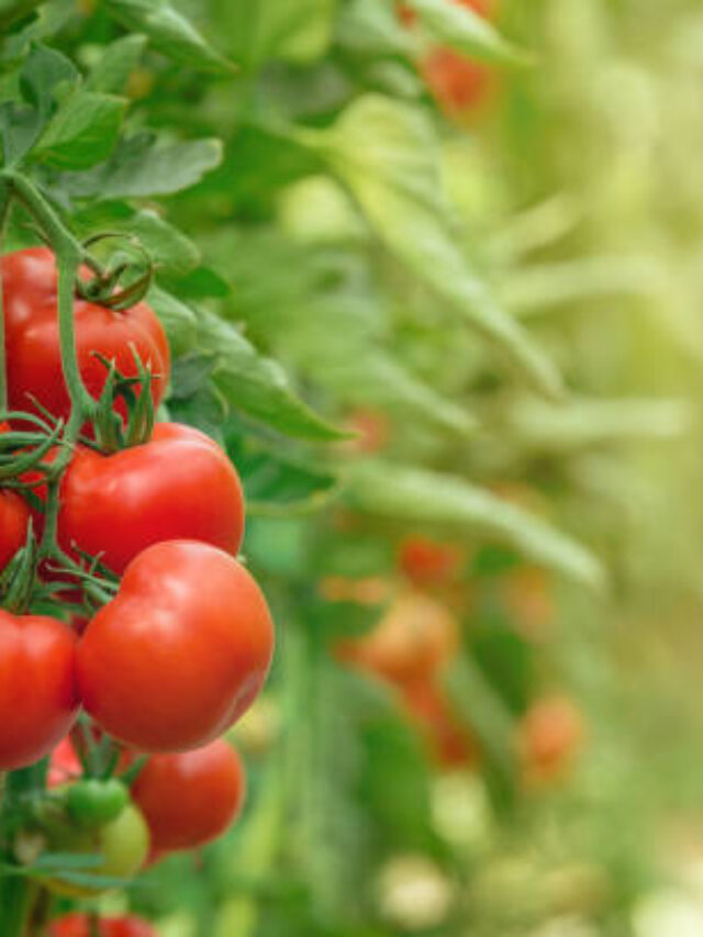 Maior Produtor de Tomate do Brasil