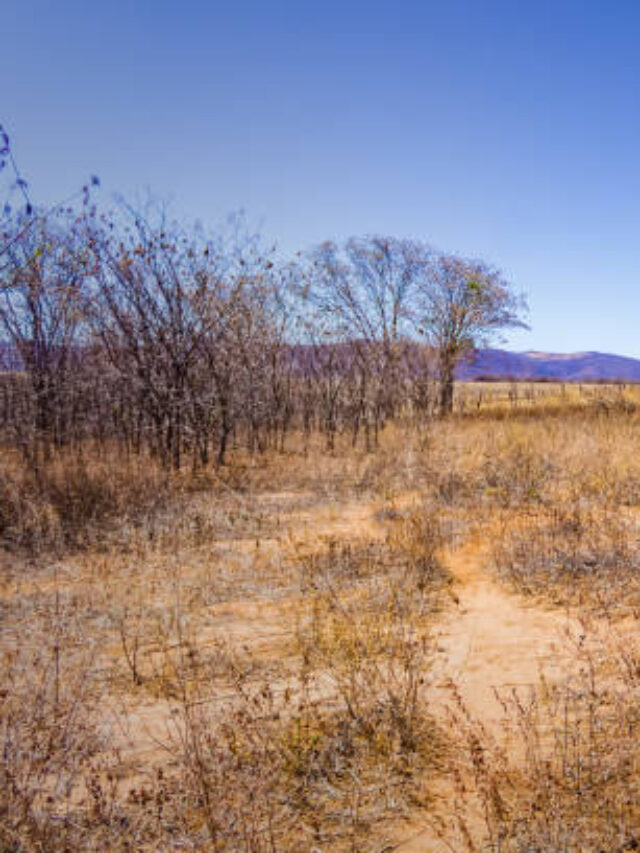 Biodiversidade do Solo é Trunfo no Controle de Pragas da Agricultura Sustentável