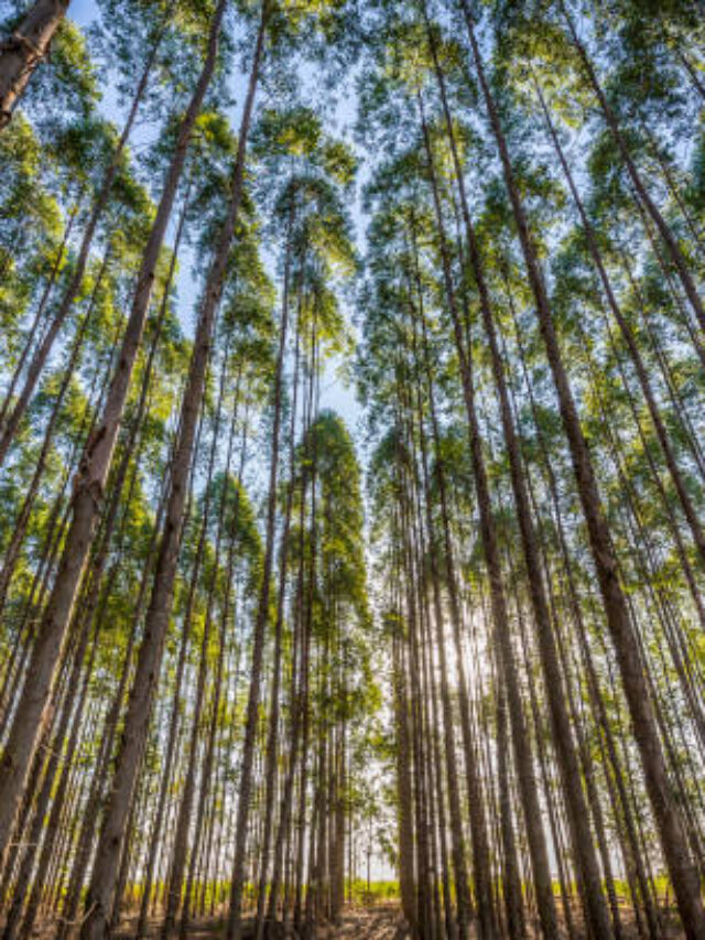 Coleção de Bactérias Multifuncionais de Áreas Florestais da Embrapa é Acervo Valioso para Criar Bioinsumos