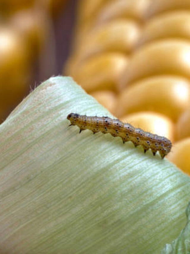Tecnologia de precisão identifica praga do milho e reduz perdas na lavoura