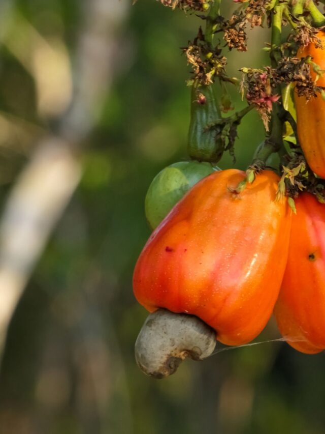 Cajueiro-Anão: Resiliência e Produtividade no Semiárido