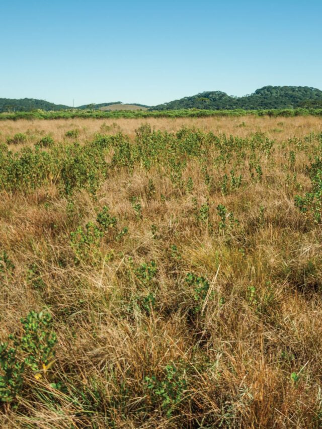 Inovação com bioinsumo revoluciona manejo e recupera pastagens