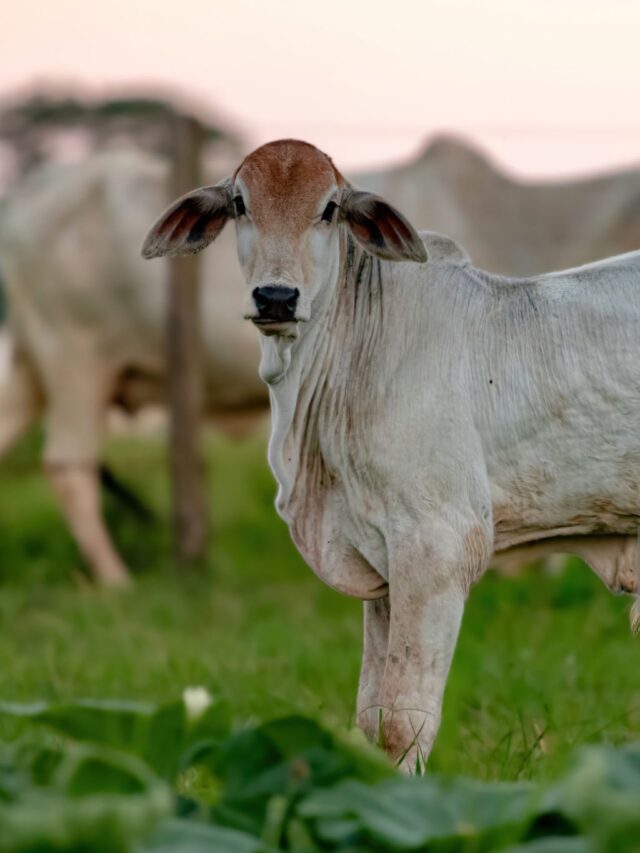 Tecnologia da Embrapa Aumenta Taxa de Prenhez e Rende Mais Bezerros