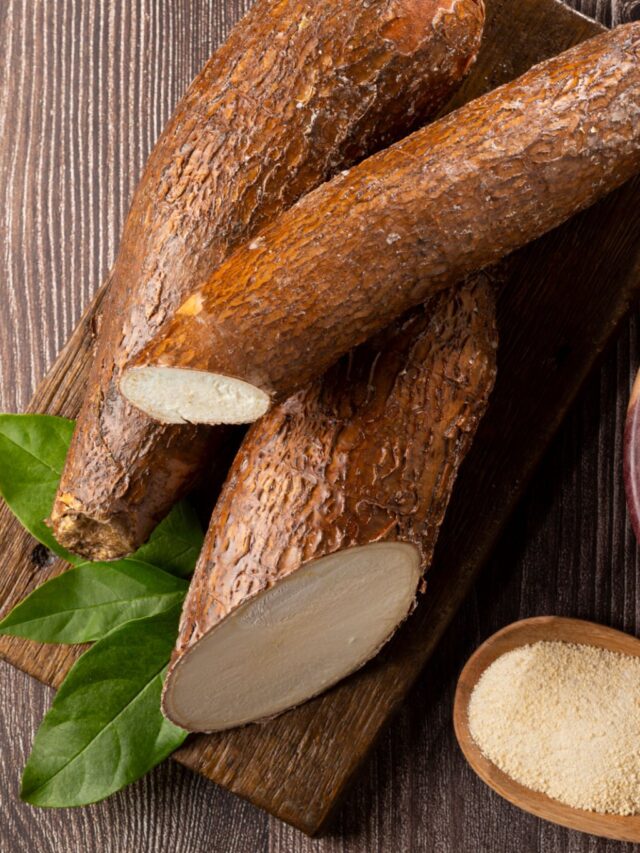 Genética da mandioca otimiza colheita e impulsiona rentabilidade no Centro-Sul