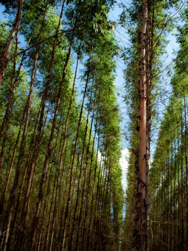 Inovação facilita manejo florestal e corta custos na propriedade rural