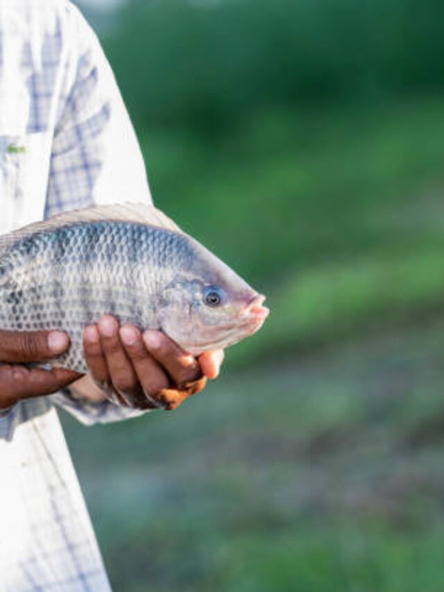 Brasil lidera piscicultura sustentável, mas importação ameaça setor