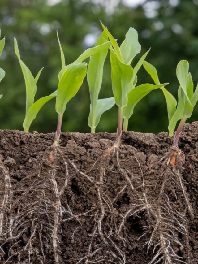 Bioinsumo Inédito Traz Solução de Longo Prazo Contra Fungos de Raiz