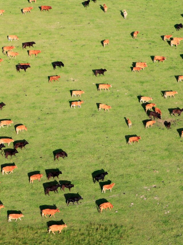 Tecnologia de Satélite eleva a precisão do manejo em áreas de pasto