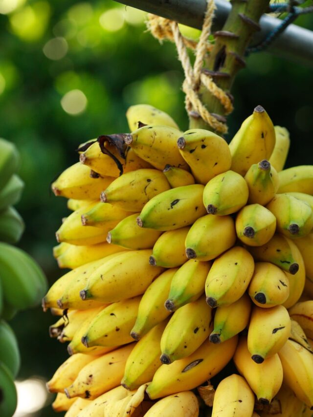 Cultivares Brasileiras de Banana Barram Doença Global