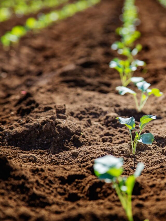 Monitoramento a laser comprova eficácia do plantio direto no sequestro de carbono