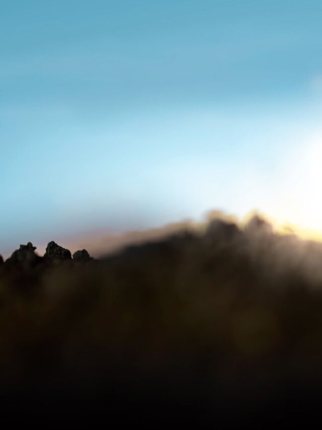 Biotecnologia Combina Resíduos de Coco e Ostra para Produção de Mudas