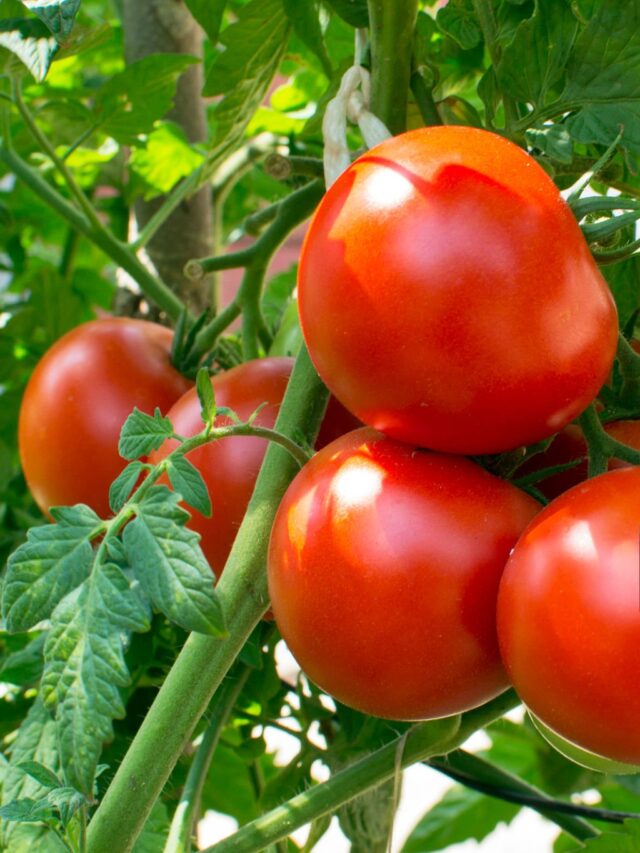 Inovação genética do tomate eleva produção e a resistência do campo