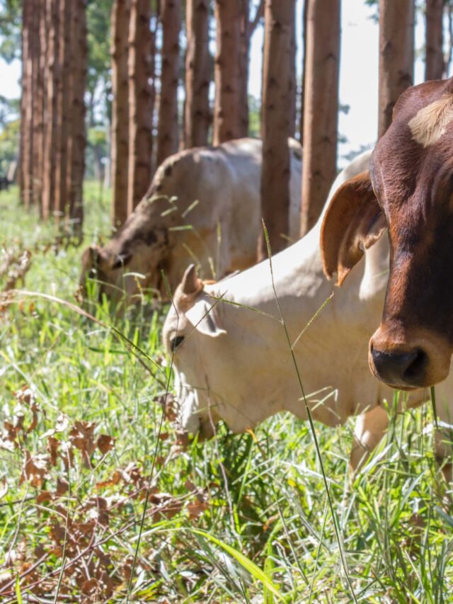 Inovação no campo: ILPF e SAFs superam lucros da produção tradicional